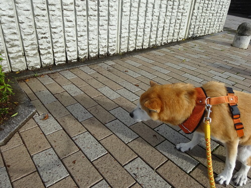 ウンタンを