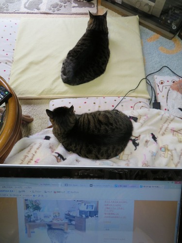 お父ちゃんが仕事に行った後は