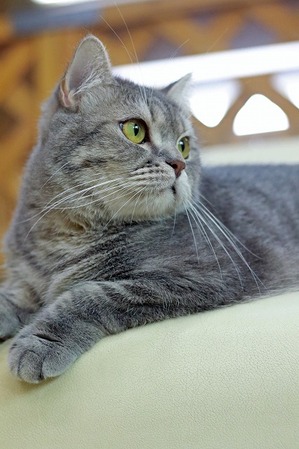 nekomanma_4506_edited-1