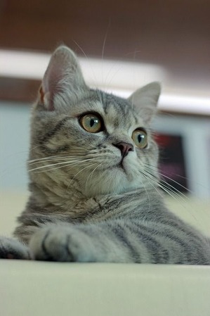 nekomanma_1510_edited-1