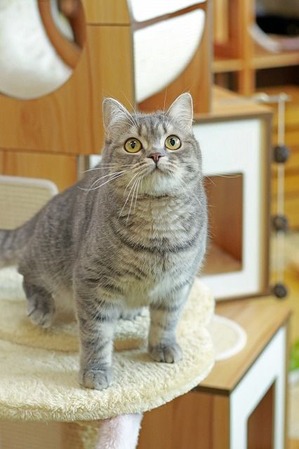 nekomanma_9822_edited-1