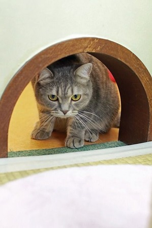 nekomanma_5885_edited-1