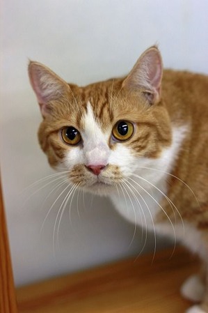 nekomanma_7228_edited-1