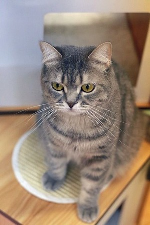 nekomanma_7465_edited-1