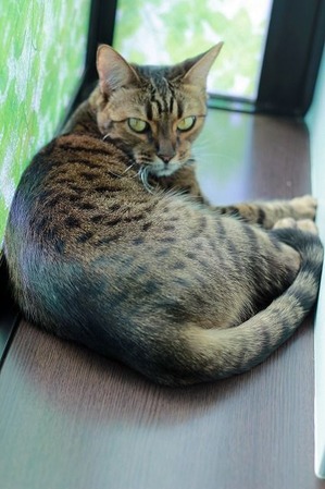 nekomanma_3049_edited-1