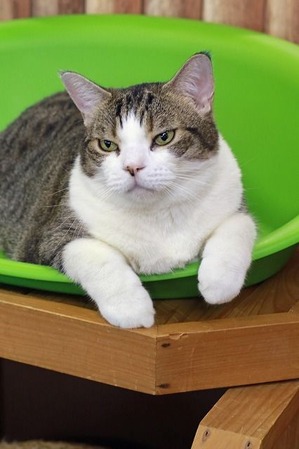 nekomanma_2396_edited-1
