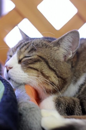 nekomanma_8579_edited-1