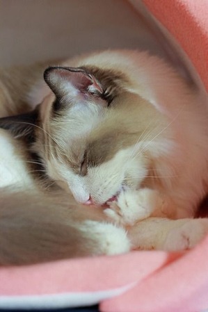 nekomanma_8606_edited-1