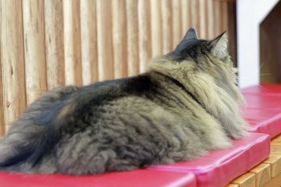 nekomanma_7009_edited-1