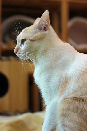 nekomanma_5437_edited-1