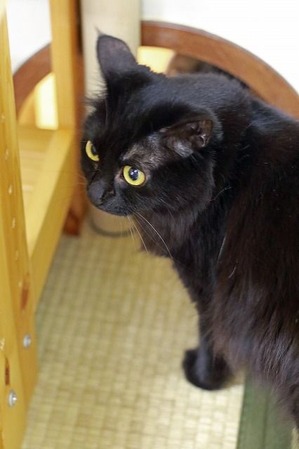 nekomanma_9236_edited-1