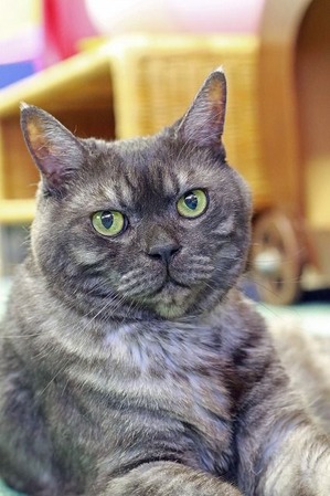 nekomanma_8530_edited-1