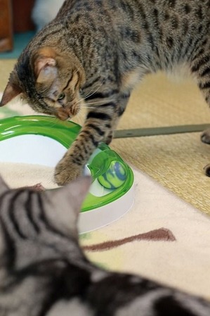 nekomanma_8317_edited-1