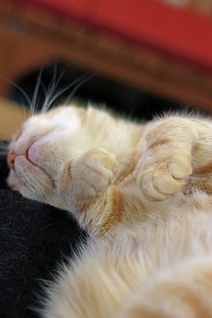 nekomanma_1569_edited-1