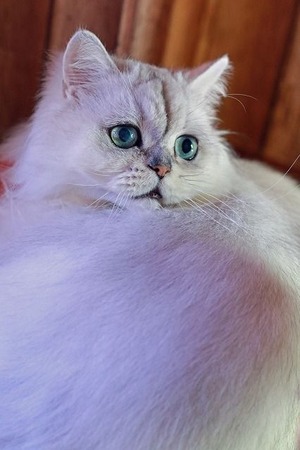 nekomanma_9856_edited-1