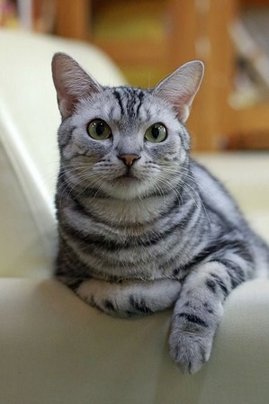 nekomanma_7327_edited-1