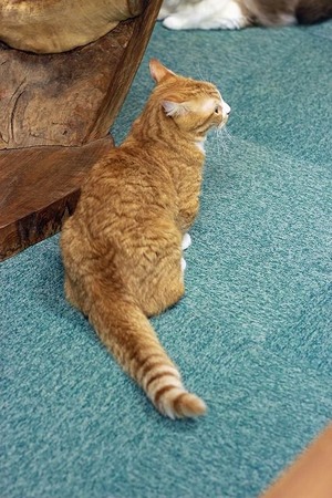 nekomanma_1655_edited-1