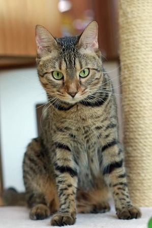 nekomanma_5689_edited-1