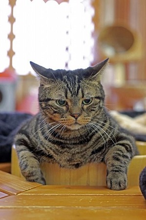 nekomanma_8906_edited-1