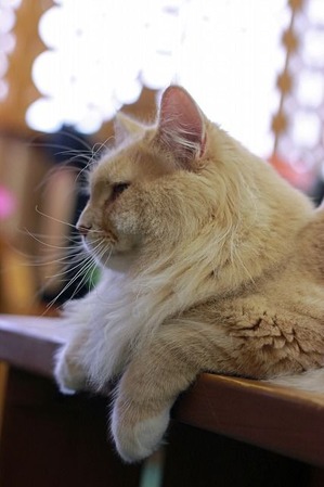 nekomanma_4928_edited-1