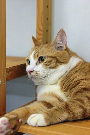 nekomanma_7238_edited-1