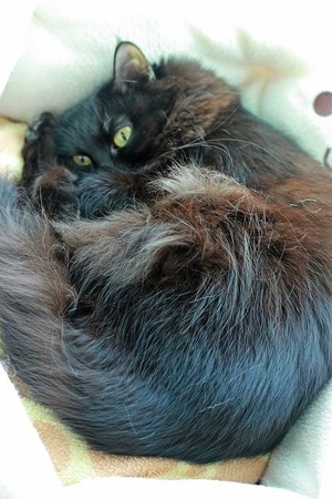 nekomanma_7327_edited-1