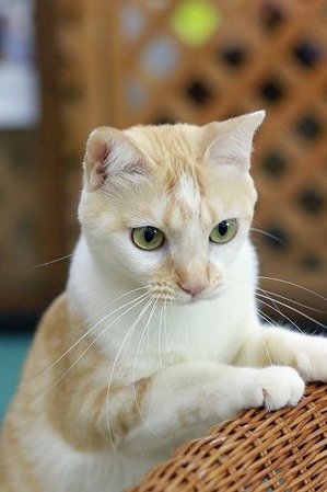 nekomanma_1765_edited-1