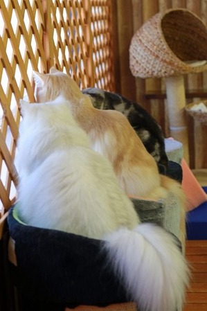 nekomanma_8208_edited-1