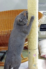 nekomanma_8888_edited-1