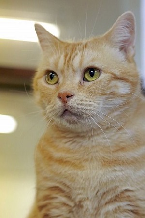 nekomanma_1749_edited-1
