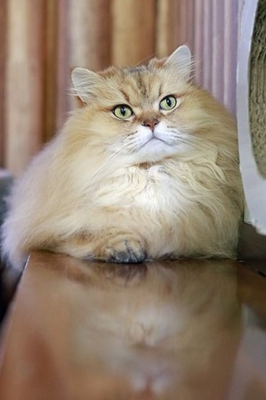 nekomanma_5109_edited-1