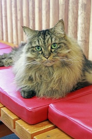 nekomanma_6774_edited-1