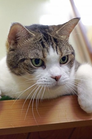 nekomanma_2439_edited-1