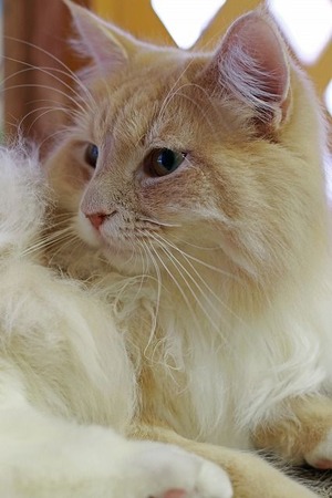 nekomanma_7488_edited-1