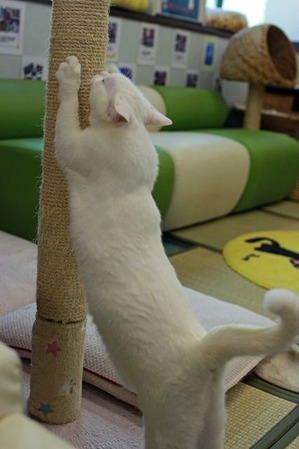 nekomanma_9433_edited-1