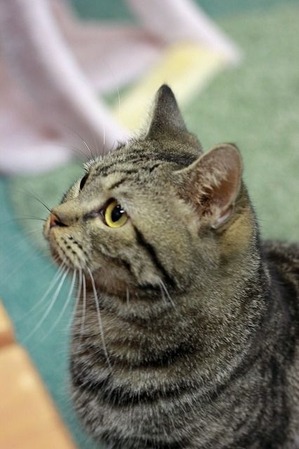 nekomanma_3687_edited-1