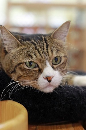 nekomanma_3084_edited-1