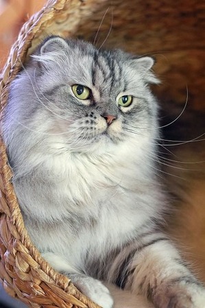 nekomanma_9859_edited-1