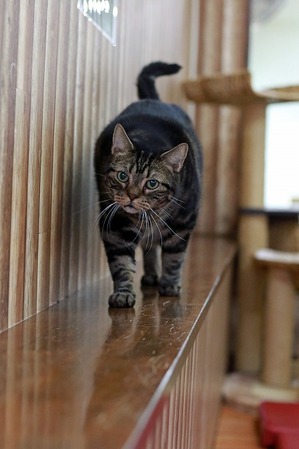 nekomanma_7332_edited-1