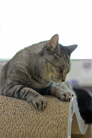 nekomanma_1986_edited-1