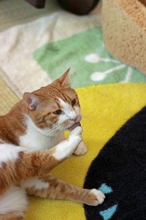 nekomanma_8871_edited-1