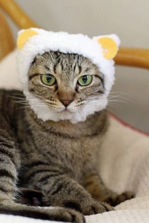 nekomanma_3636_edited-1