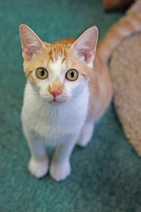 nekomanma_1774_edited-1