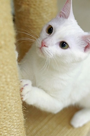 nekomanma_8816_edited-1