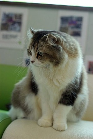 nekomanma_3559_edited-1