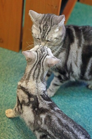 nekomanma_7956_edited-1