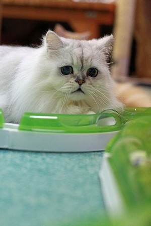 nekomanma_8689_edited-1