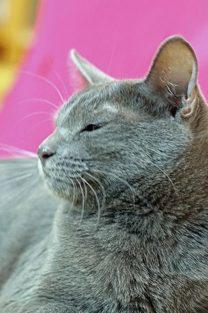 nekomanma_9532_edited-1