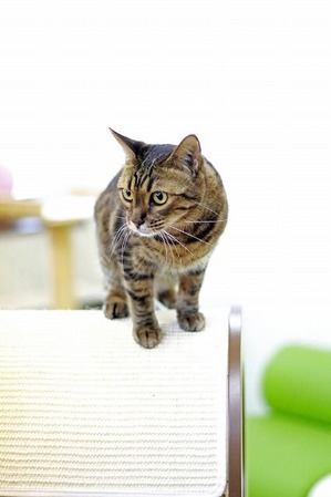 nekomanma_6219_edited-1
