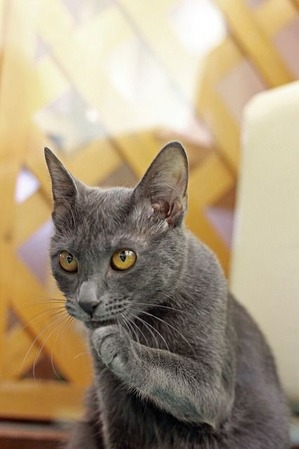 nekomanma_7307_edited-1